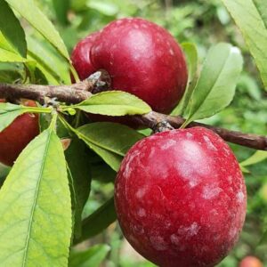 Xiaotangwan No. 1 Nectarine (小糖丸1号油桃)