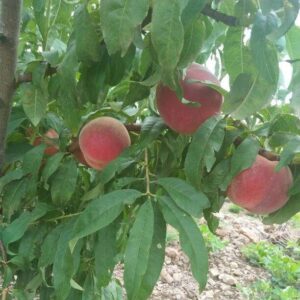 Baili Honey Peach (白丽水蜜桃)