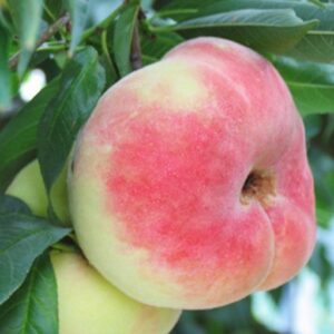Royal Queen Flat Peach (皇母蟠桃)
