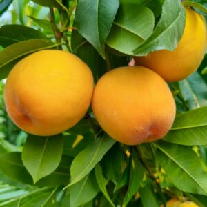 Fuyinü Yellow Peach (福乙女黄桃)