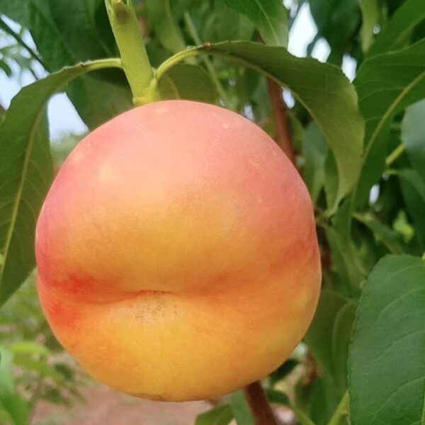 Zixia Flat Nectarine (紫霞油蟠桃)