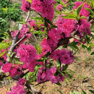 Double-Petal Red-Flower Honey Peach (重瓣红花红心水蜜桃)