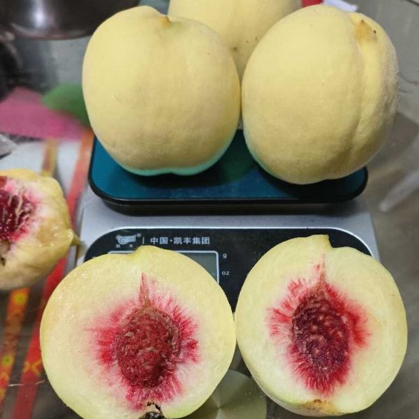 Double-Petal Red-Flower Honey Peach (重瓣红花红心水蜜桃) - Image 4