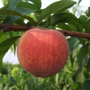 Tainung No. 9 Yellow Honey Peach (台农9号黄肉水蜜桃)