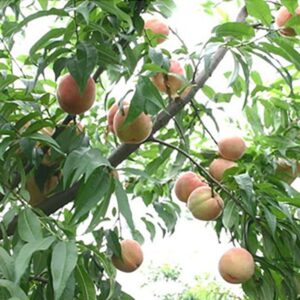 Ryōhō Honey Peach (良方水蜜桃)