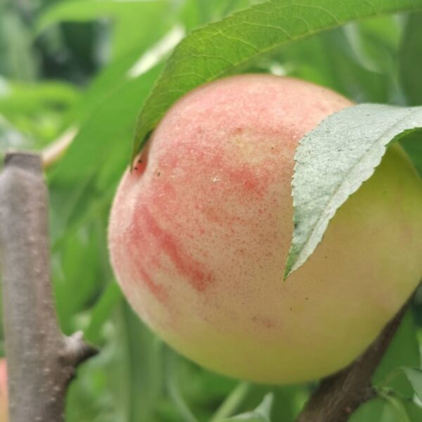 Suli Peach ( 苏丽桃) - Image 2