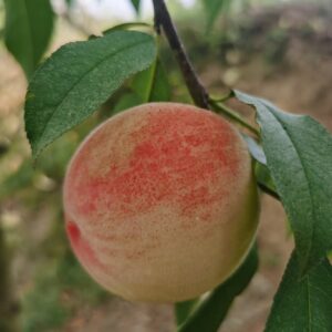 Suli Peach ( 苏丽桃)