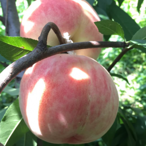 Suli Peach ( 苏丽桃)