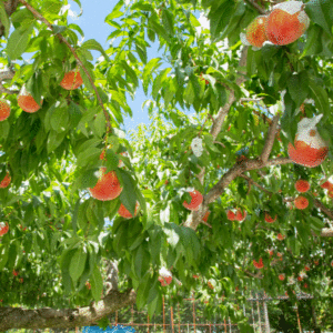 Akatsuki Honey Peach (赤月水蜜桃)