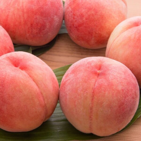 Akatsuki Honey Peach (赤月水蜜桃) - Image 2