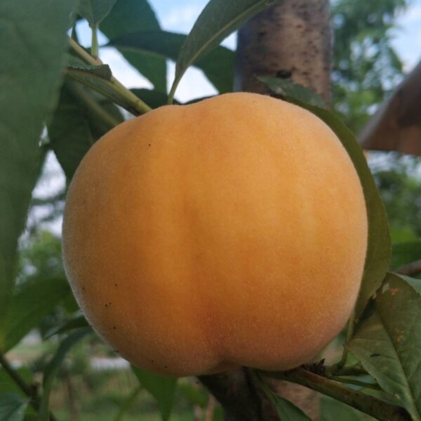 Jinguan 8-18 Yellow Peach ( 金冠8-18黄桃) - Image 2