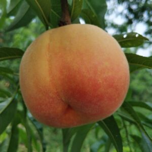 Jinguan 8-18 Yellow Peach ( 金冠8-18黄桃)