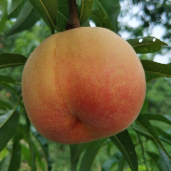 Jinguan 8-18 Yellow Peach ( 金冠8-18黄桃)