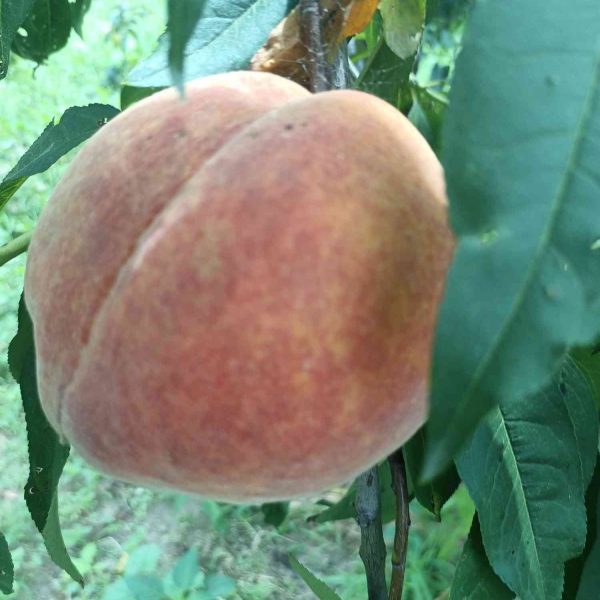 Jinfeng Yellow Peach (金凤黄桃) - Image 3