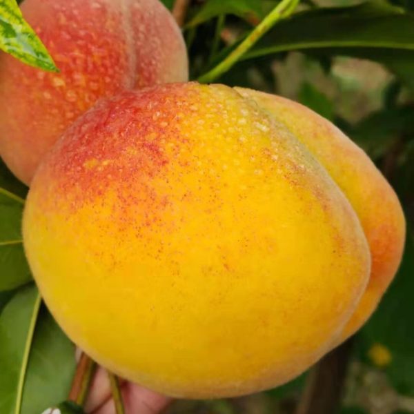 Jinfeng Yellow Peach (金凤黄桃)