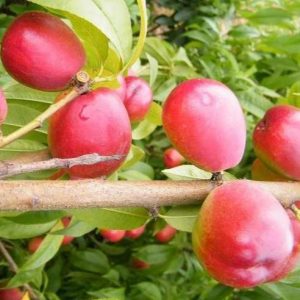 Jinshan Early Red Nectarine (金山早红桃)