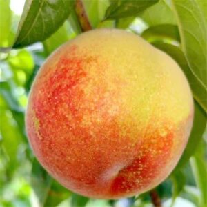 Zhongtao Jinzao Yellow Peach (中桃金早黄桃)