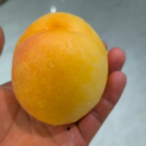 Jintao No. 6 Yellow Peach (金桃6号黄桃)