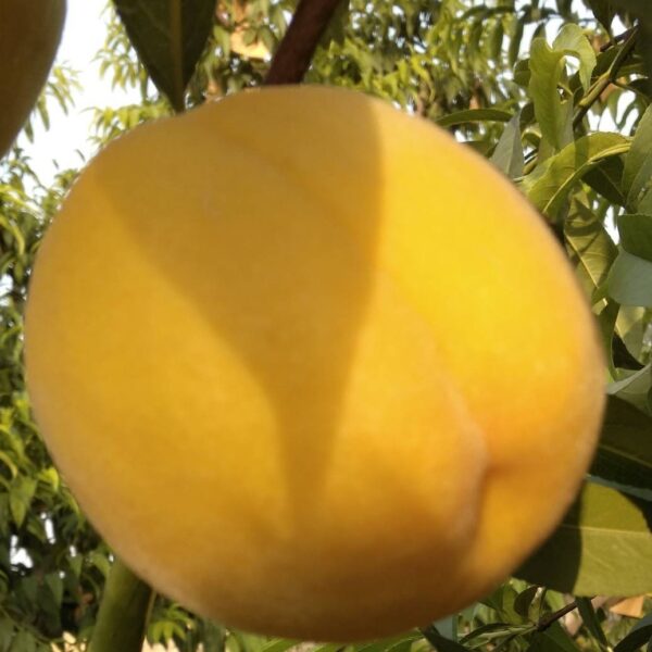 Zhongtao Jincan Yellow Peach (中桃金灿黄桃) - Image 3