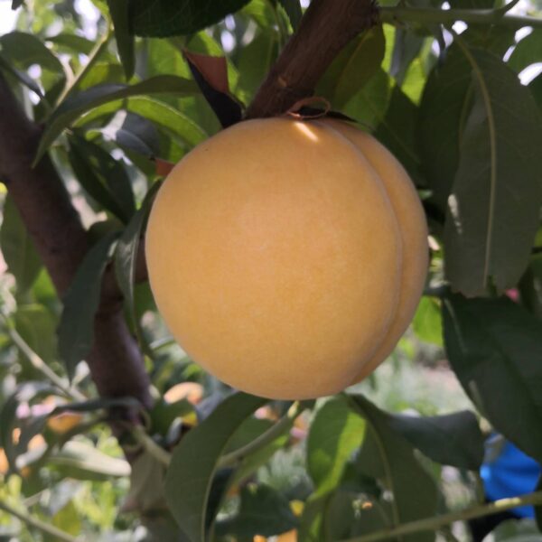 Zhongtao Jincan Yellow Peach (中桃金灿黄桃) - Image 2
