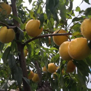 Zhongtao Jincan Yellow Peach (中桃金灿黄桃)
