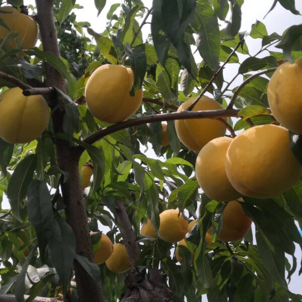 Zhongtao Jincan Yellow Peach (中桃金灿黄桃)