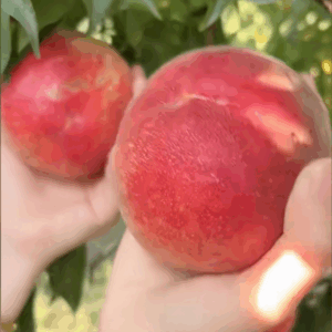 Zhongtao Jintian Yellow Peach (中桃金甜黄桃)