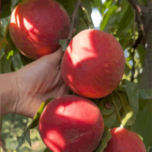 Zhongtao Jintian No. 1 Yellow Peach (中桃金甜1号黄桃)