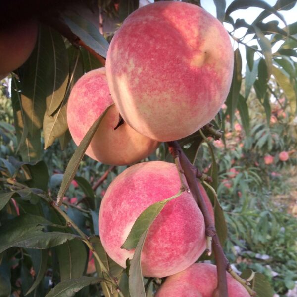Jinqiu Hongmi Winter Peach (金秋红蜜冬桃) - Image 3