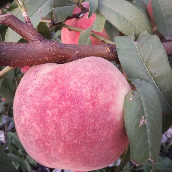 Jinqiu Hongmi Winter Peach (金秋红蜜冬桃) - Image 4