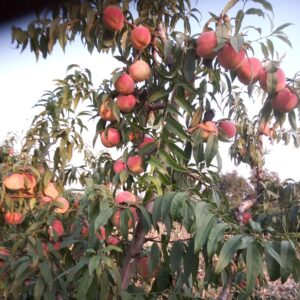 Jinqiu Hongmi Winter Peach (金秋红蜜冬桃)