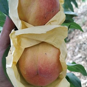 Jinling Huanglu Yellow Peach (金陵黄露桃)