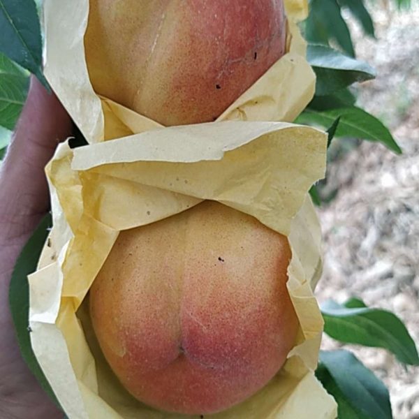 Jinling Huanglu Yellow Peach (金陵黄露桃)