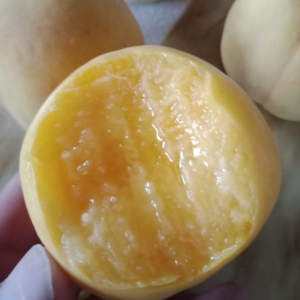 Jinling Huanglu Yellow Peach (金陵黄露桃) - Image 3