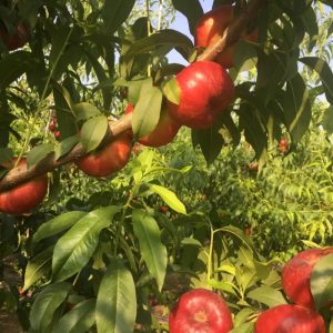 Jinxia Flat Nectarine (金霞油蟠桃)