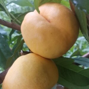 Jinxia Yellow Flat Nectarine ( 金霞黄肉油蟠桃)