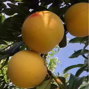 Jinling Huanglu Yellow Peach (金陵黄露桃)