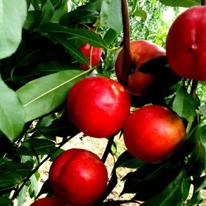 Zhongtao Jinding Yellow Nectarine (中桃金鼎黄肉油桃)