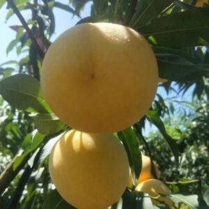 Jinyuan Yellow Peach ( 锦园黄桃)