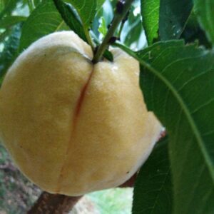 Jinhua Yellow Peach ( 锦花黄桃)