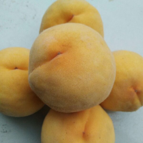 Jinhua Yellow Peach ( 锦花黄桃) - Image 3