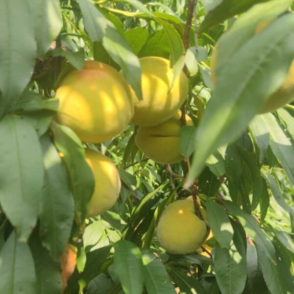 Jinhua Yellow Peach ( 锦花黄桃) - Image 2