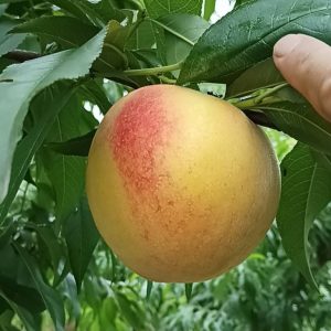 Jinxiang Yellow Peach (锦香黄桃)