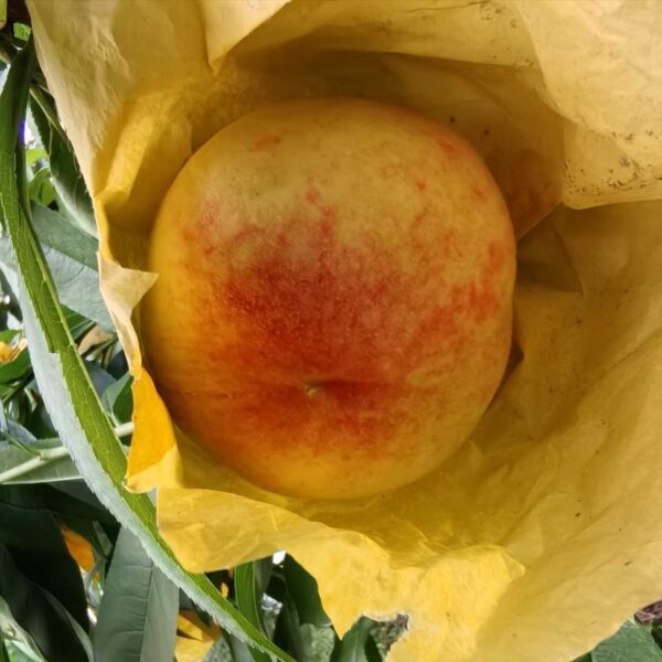 Yangshan Honeydew Honey Peach (阳山蜜露水蜜桃)