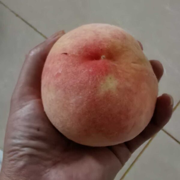 Yangshan Honeydew Honey Peach (阳山蜜露水蜜桃) - Image 2