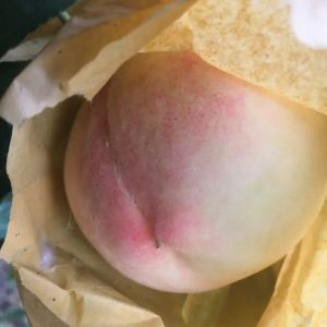 Yangshan Honeydew Honey Peach Tree (阳山蜜露/大湖景水蜜桃)