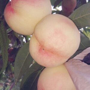 Abe White Peach (阿部白桃)