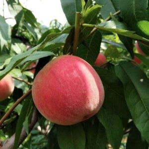 Xiacui Peach (霞脆桃)