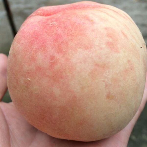 Xiacui Peach (霞脆桃) - Image 3