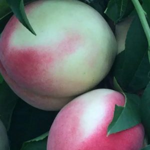 Xiacui White Peach Tree (霞脆白桃)